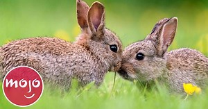 Top 10 Pets to Get If You're Allergic to Cats and Dogs | Articles on WatchMojo.com