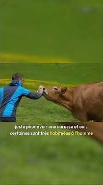 What No One Tells You About Cows on a Hike