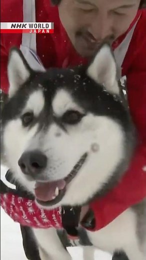 Dog-sled race in Hokkaido a howling good timeーNHK WORLD-JAPAN NEWS #shorts