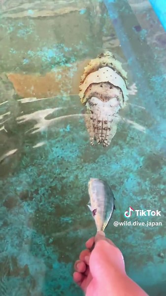 拗ねるイカの魅力を探る！