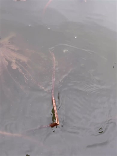 Frog Factory New Sonic Boom Frog is legit! #frogfishing | Nick LeBrun Bass Fishing