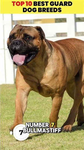 Top 10 Best Guard Dog Breeds 🐕‍🦺💪 (Part 1: #10–#6)