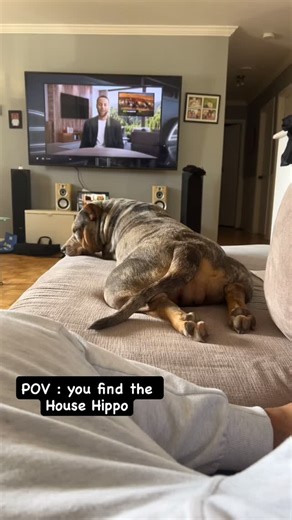 If you grew up in Canada, you remember the House Hippo commercial 🦛📺 Turns out… mine isn’t imaginary. Meet Nala, the real-life House Hippo. 🐶❤️ #pov #relatable #househippo #funnydog | K9bootcampmtl