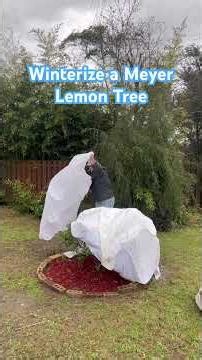 Winterizing our Meyer Lemon Tree from freeze threat!