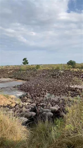This place is real. It exists. It’s called the Great Wildebeest Migration, and it might be the single most important natural phenomenon existing on Earth. 🌍 Joining the Great Migration and its circuitous survival dance is a spectacle unrivalled anywhere on Earth. Join us for: 6 Days – Tanzania Migration & 10 Wild Uganda safari, to encounter rare mountain gorillas in their natural habitats. Talk to us now #greatmigration #wildebeestmigration #africa #safari #travel #wildlife #serengeti #eastafri