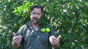 5 essential tips for growing abundant limes | Self Sufficient Me’s ultimate lime tree guide
