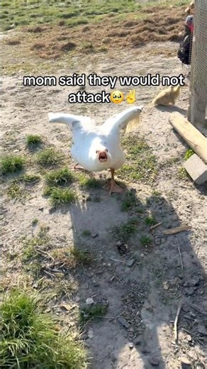 Funny moments of animal moms #shorts #farm #animals #mom #viral