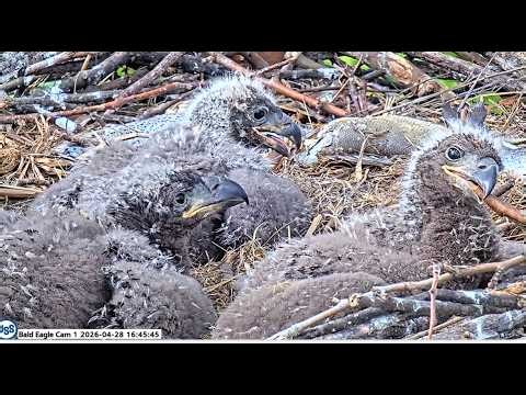 EAGLET USS-11 IS RETURNED TO NEST AFTER UNDERGOING SURGERY TO REMOVE FISHING HOOK & LURE 💖 4.28.26