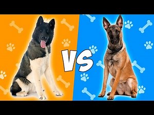 Belgian Malinois VS American Akita