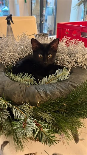 20 reactions · 4 comments | Der letzte Kranz war in Arbeit und das Material ging aus. Was unsere Nova gar nicht gestört hat. ‍⬛✨ Das sind die schönen Momente im Leben die einen zum Lachen bringen. 殺❤️ Hab einen schönen 1. Advent Ganz liebe Grüße aus meiner Kranzwerkstattdie jetzt erst mal Pause hat. Eure Sassa殺 #ersteradvent #weihnachtszauber #sassasdekowelt #kranz #adventskranz | Sandra Allgaier | Facebook