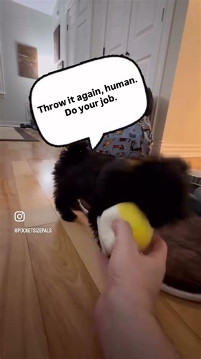 Tiny dog (Bailey) vs angry bird.