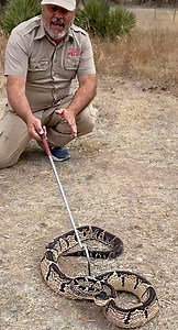 34K views · 597 reactions | This was one wild adventure and I came face to face with a VENOMOUS pit viper!  This heart-pounding encounter is packed with thrills, reptile facts, and unforgettable moments as we dive deep into the fascinating world of one of nature’s most deadly predators. | Jayprehistoricpets | Facebook