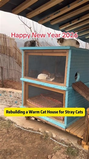 Rebuilding a Safe Shelter for Stray Cats in Winter