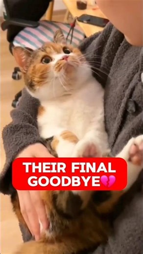 3 Signs Your Cat Is Saying Goodbye #catlovers #animals #shorts