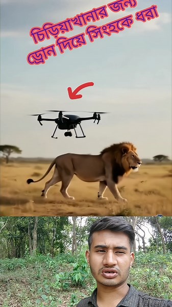 Drone Captures Lion Catching Technique – Unbelievable Wildlife Strategy! 🦁😱 #shorts #shortvideo