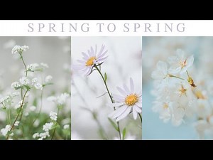 Spring to Spring - Beautiful Piano Song, Spring Themed BGM 🌸 ｜BigRicePiano