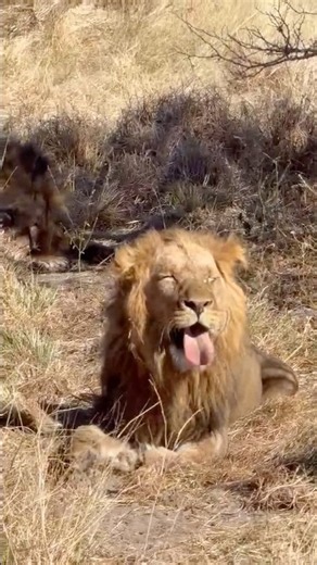 Sometimes the best safari moments come with a little attitude.