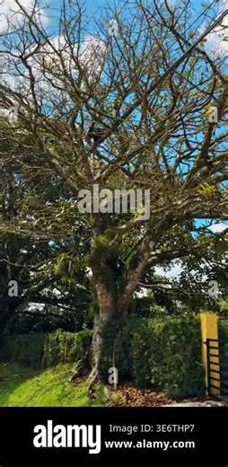 Black howler monkey on power lines near large tree. Black howler monkey climbing electrical wires crossing through a large leafy tree in Costa Rica Stock Video Footage - Alamy