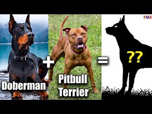 WHAT HAPPENS if DOBERMAN is Cross-bred With PITBULL TERRIER??🤔
