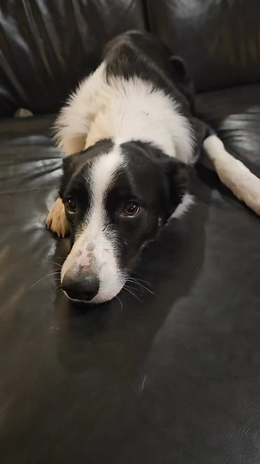 Drew Harrison (@drewharrison59)’s videos with original sound - Dakota