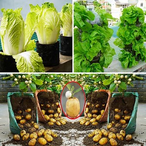 203K views · 2.4K reactions | Transforming Balcony Spaces into Healthy Gardens!塞 | DIY Balcony Garden | Facebook