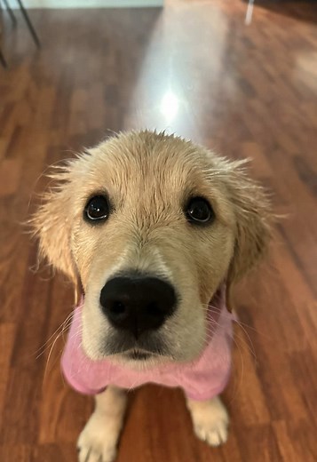 Dealing with a Bedbug Issue with My Golden Retriever