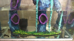 5.8K views · 47 reactions | Come and Join the new trending hobby 戀 IMPORTED FROM THAILAND  Cherax Orange Tail Crayfish Community Tank  FOR SALE 1pc 1250 Pesos each 2pc 1150 Pesos each 3pc 1000 Pesos each Can ship nationwide, buyer pay the shipping fee | Bettas of the Philippines and Asia | Facebook