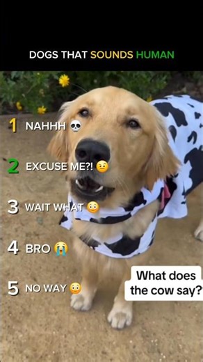 Dogs That Sound Human Ranked 😳🐶
