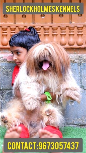 Top quality shitzu looking alliances from certified ladies. Available for outstanding ladies' #pets