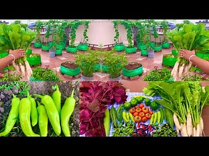 Great Harvesting From My Organic Terrace Garden/ Harvesting Organic Vegetables
