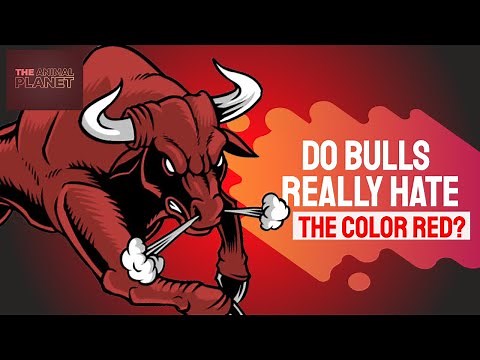 Why do bulls hate the color red? Do they really see the red flag color?