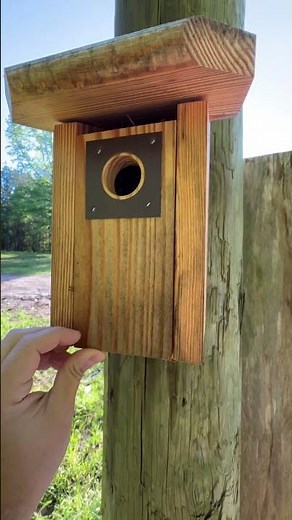 Nesting Chickadees #shorts