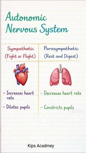 explanation of autonomic nervous system