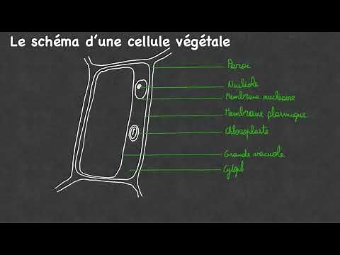 Schéma cellule végétale - Biologie 4ScB