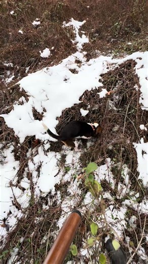 All ways fun hunting with buddy boy! #fypシ #hunting #beagle #rabbit