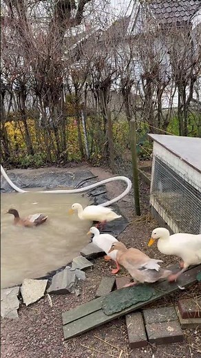 Ducks need a swim in the morning