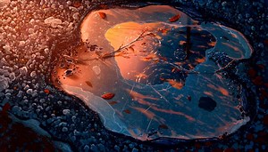 Autumn Puddle Reflection Live Wallpaper