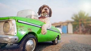 When Animals Learn To Drive… For Science