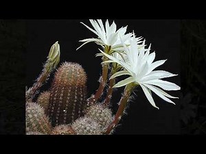 L'Horloge de Flore (The Flower Clock)
