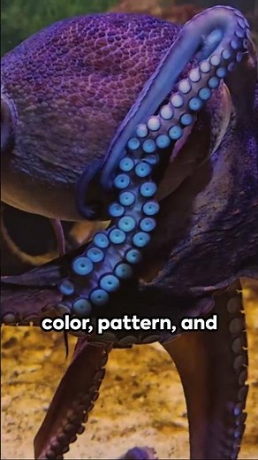 Fascinating Octopuses: Masters of Camouflage.