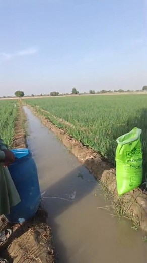 13K views · 468 reactions |  Survival Seeds Trading Company #OnionMarket #SabziMandi #SurvivalSeeds | Survival Onion Seeds | Facebook