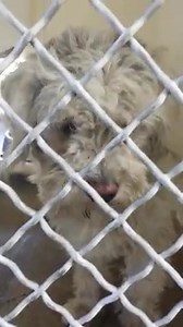 This sweet 1 year old boy is so sad in the shelter. You can see how heartbroken he is by the look on his face. Please take a loo at his Video and SHARE this gentle guy. Thanks! #A4751502 I'm an approximately 1 year old male poodle stnd. I am not yet neutered. I have been at the Carson Animal Care Center since September 1, 2014. I will be available on September 5, 2014. You can visit me at my temporary home at C245. http://www.petharbor.com/pet.asp?uaid=LACO1.A4751502 Carson Shelter, Gardena, Cal