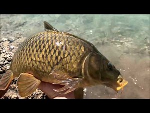 Auf Karpfen angeln mit der Stipprute