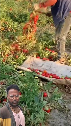 Amazing Agriculture Technique for Tomatoes