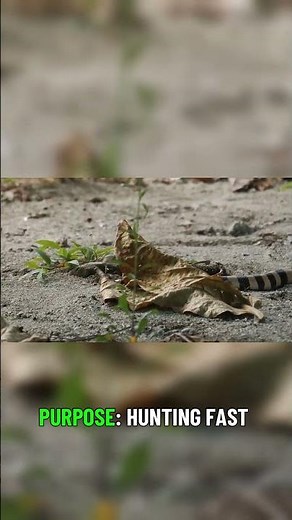 The Ocean's Deadly Masterpiece Sea Crate Venom Explained