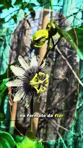 PASSION FRUIT flower and CATHOLIC symbolism 🏵️ #flowers #passionfruit #holyweek #catholic #jesus