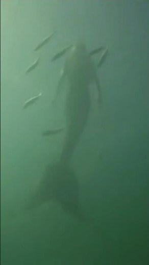 Shark CATCHES mermaid on camera 😱