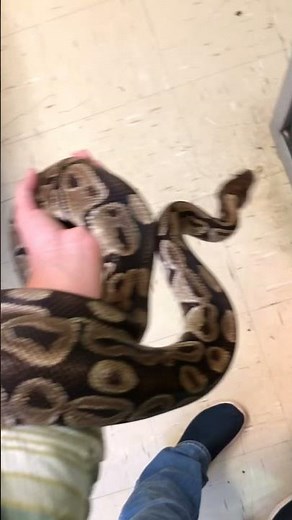 Handling a ball python