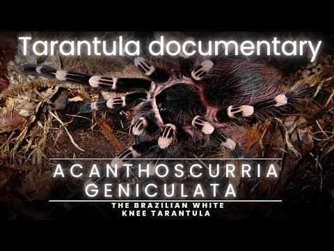 Into the Wild: Exploring the Enigmatic World of Acanthoscurria Geniculata - A tarantula Documentary
