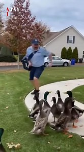 In Boise, Idaho, there’s a mailman named Bernard who’s become a bit of a local legend. His route includes one particular street where a small family farm lets its animals roam freely, and every day when Bernard shows up, one of those animals decides to tag along. Some mornings it’s a peacock strutting behind him like royalty. Other days it’s a waddle of ducks, a pair of geese, or even a tiny pony clip-clopping beside him as he delivers the mail. The neighbors love it—though Bernard admits it’s n